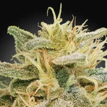 CBDRelief - Relief CBD feminizadas | Paradise Seeds