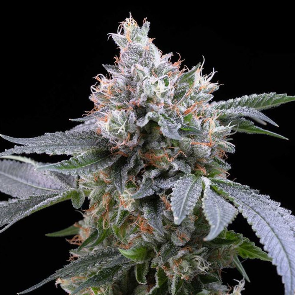 Dirty Diana feminizada (6 uds.) | Cookies Seed Bank