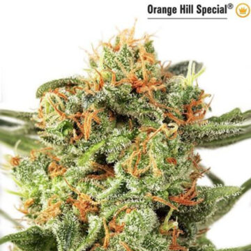 Orange Hill Special feminizada | Dutch Passion