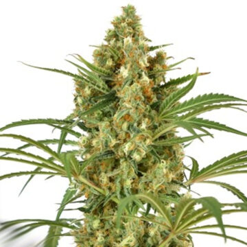 Snow Bud feminizada | Dutch Passion