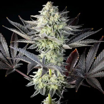 Zoap Rosé feminizada | Kannabia