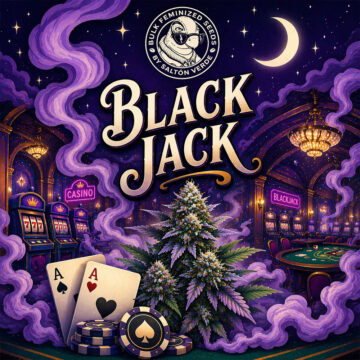 Black Jack granel feminizada (100uds.) | Bulk Feminized Seeds