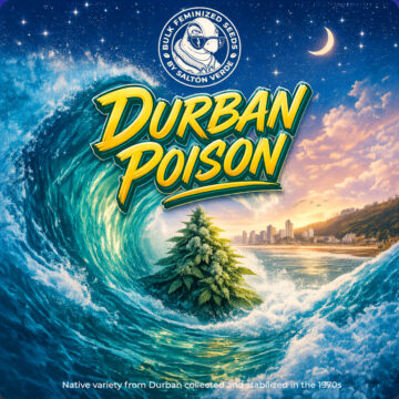 Durban Poison granel feminizadas (100uds.) | Bulk Feminized Seeds