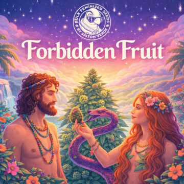 Forbidden Fruit granel feminizada (100uds.) | Bulk Feminized Seeds