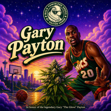 Gary Payton granel feminizada (100uds.) | Bulk Feminized Seeds
