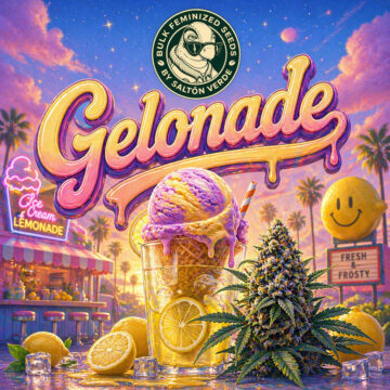 Gelonade granel feminizada (100uds.) | Bulk Feminized Seeds