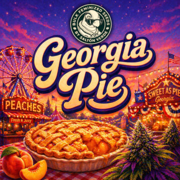 Georgia Pie granel feminizada (100uds.) | Bulk Feminized Seeds