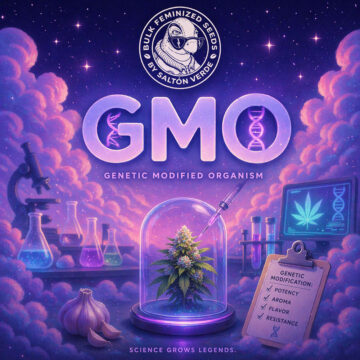 GMO granel feminizada (100uds.) | Bulk Feminized Seeds