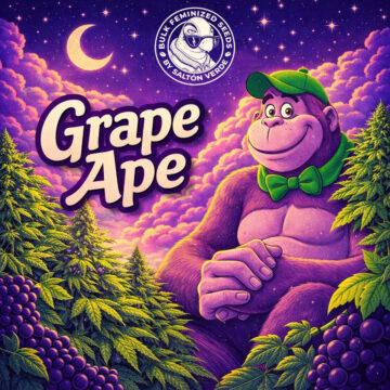 Grape Ape granel feminizada (100uds.) | Bulk Feminized Seeds