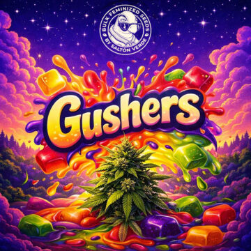 Gushers granel feminizada (100uds.) | Bulk Feminized Seeds