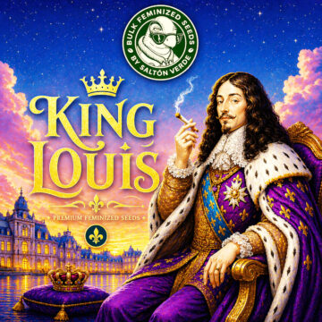 King Louis granel feminizada (100uds.) | Bulk Feminized Seeds