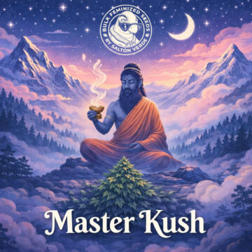 Master Kush granel feminizadas (100uds.) | Bulk Feminized Seeds