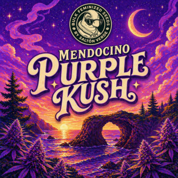 Mendocino Purple Kush granel feminizada (100uds.) | Bulk Feminized Seeds