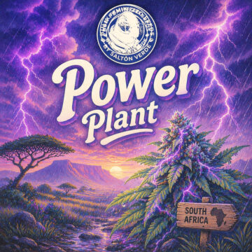 Power Plant granel feminizadas (100uds.) | Bulk Feminized Seeds
