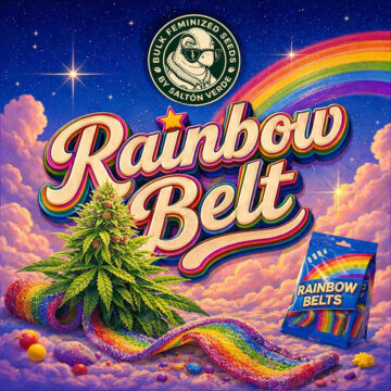 Rainbow Belt granel feminizada (100uds.) | Bulk Feminized Seeds