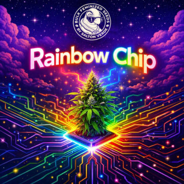 Rainbow Chip granel feminizada (100uds.) | Bulk Feminized Seeds