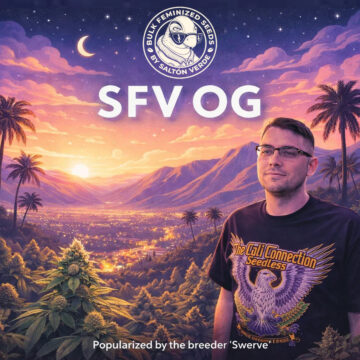 SFV OG granel feminizadas (100uds.) | Bulk Feminized Seeds