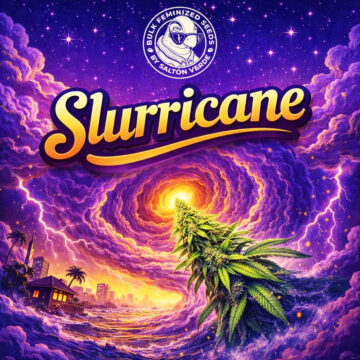 Slurricane granel feminizada (100uds.) | Bulk Feminized Seeds