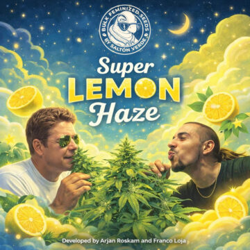 Super Lemon Haze granel feminizadas (100uds.) | Bulk Feminized Seeds