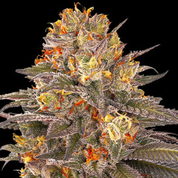 Six Senses feminizada (5 uds.) | G13 Labs